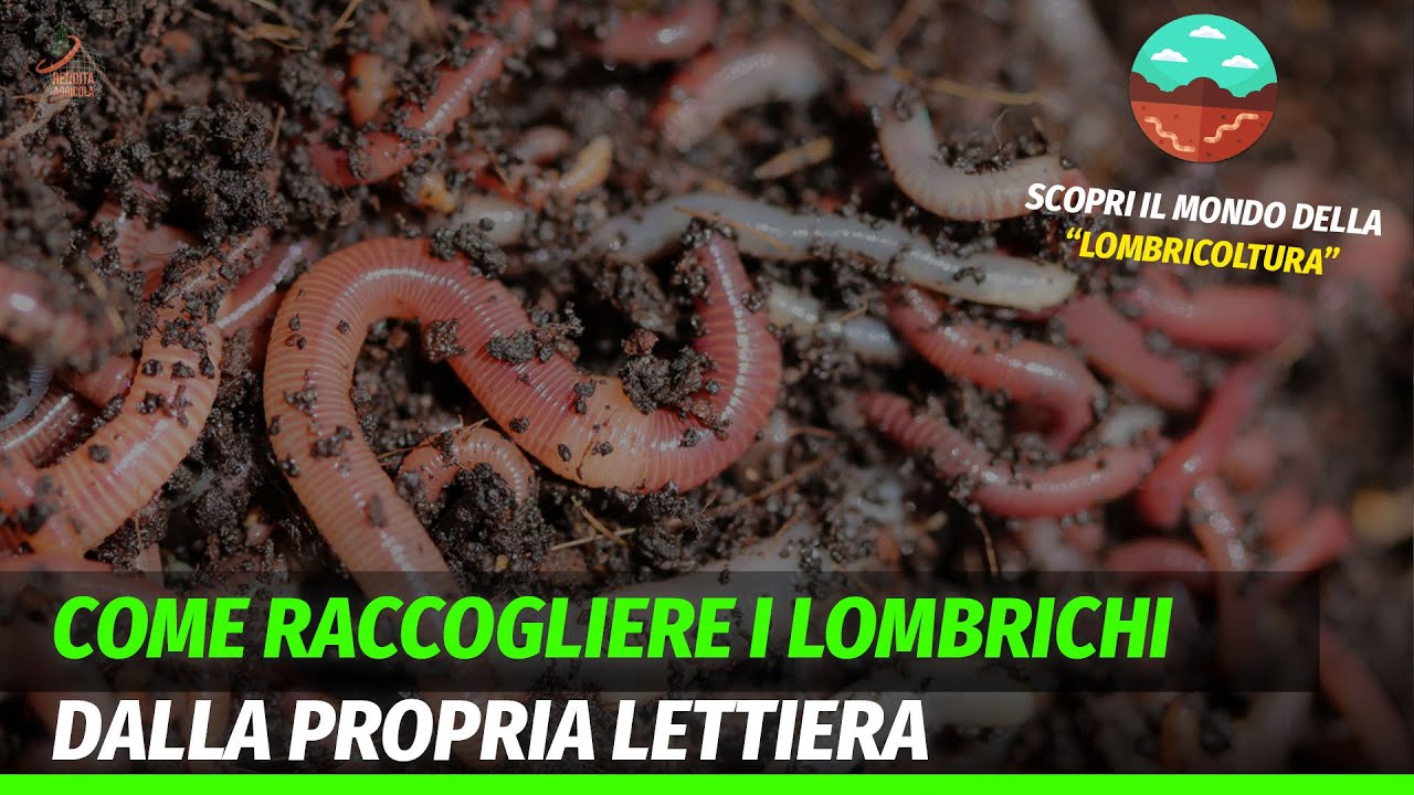 Lombricoltura | Come esaminare la propria lombricopostiera e raccogliere i lombrichi
