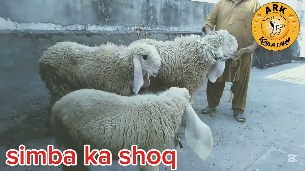 Simba ka shoq Ahmed Raza kajla farm Lahore 