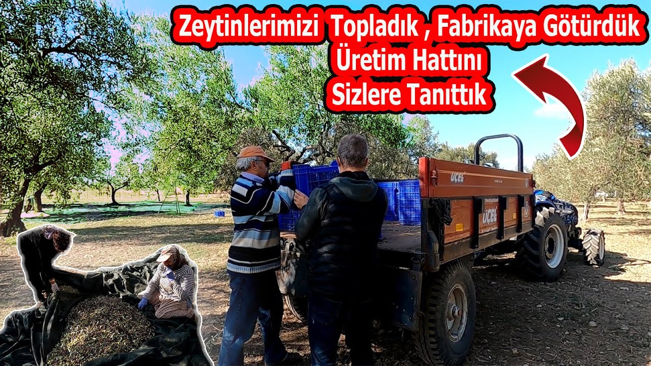 Zeytinlerimizi topladık, Fabrikaya götürdük | ZEYTİNYAĞI NASIL ÜRETİLİR TÜM HATLARIYLA GÖRÜNTÜLEDİK.