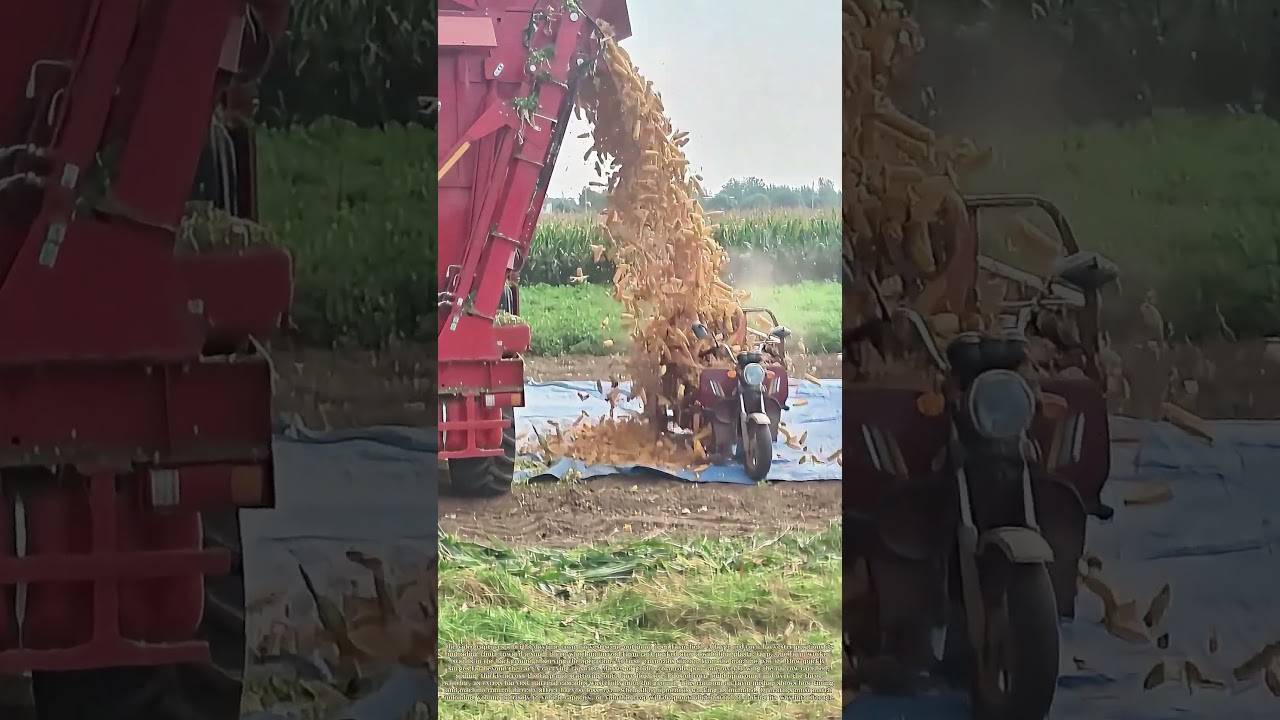 Spilling Harvest: What Happens When Grain Unloading Goes Awry