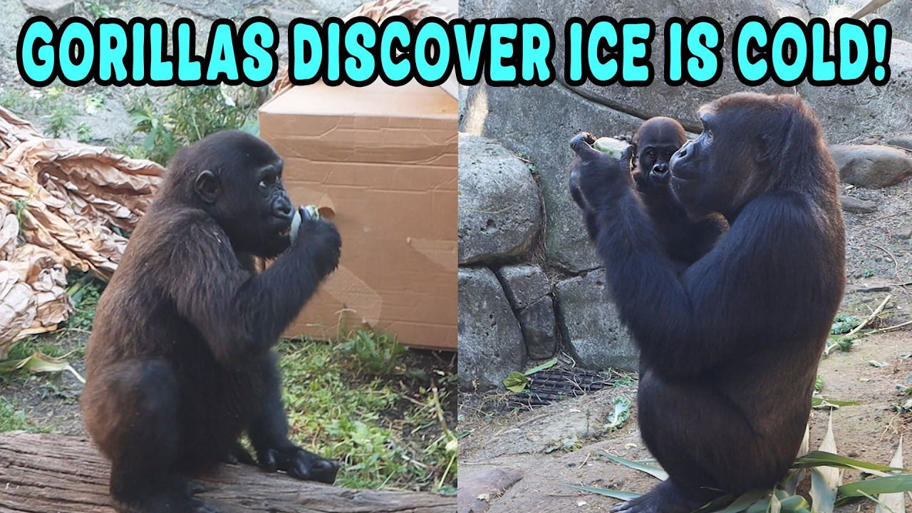 Baby Gorillas Discover Ice Cubes - It's so Cute!