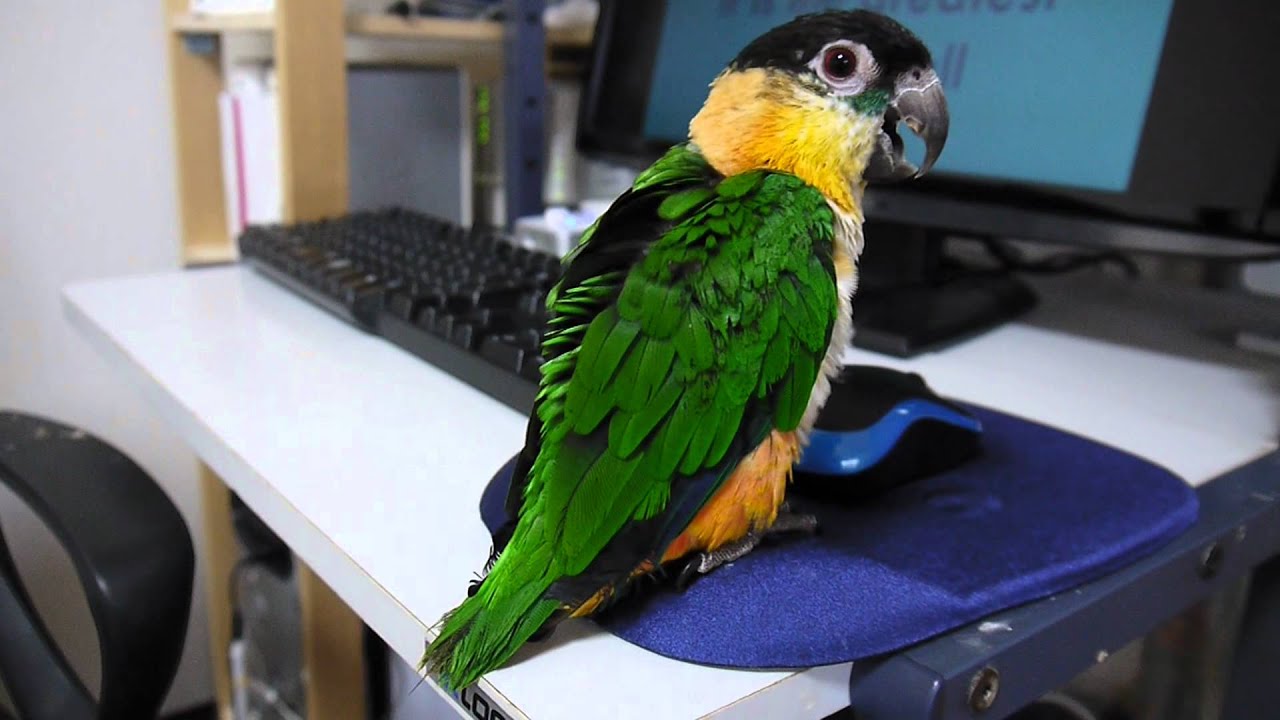 ズグロ Caique sing Whitney Houston song
