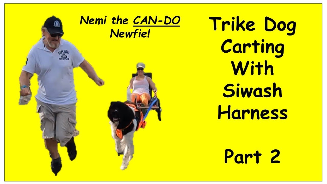 DOG TRIKE CARTING 2
