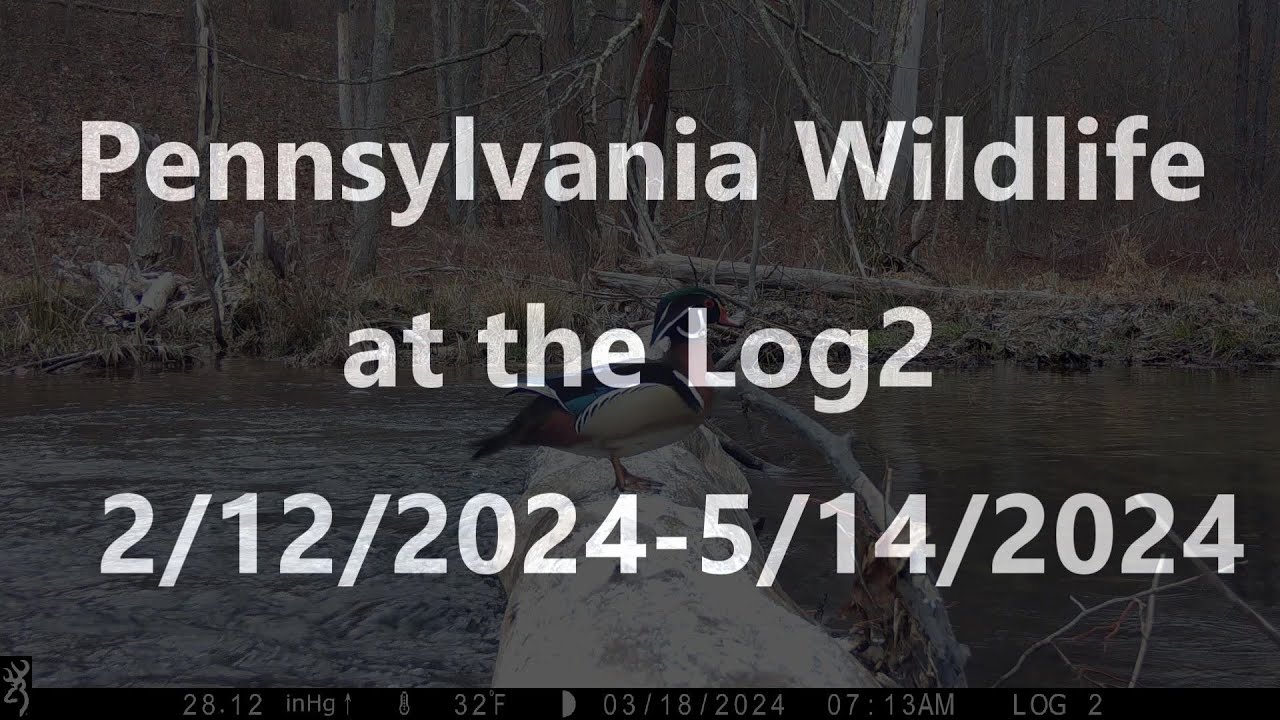 Pennsylvania Wildlife at the Log2    2/12/2024 - 5/14/2024