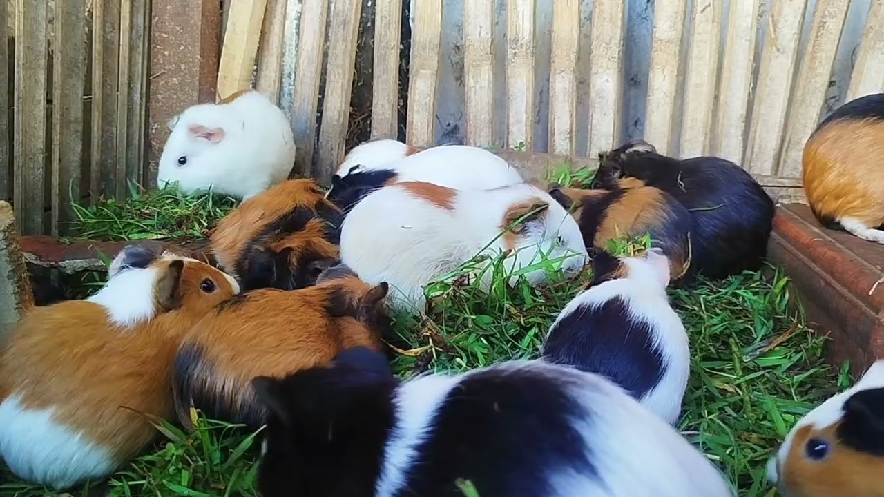 Peeking at my guinea pig's activities today, just eating hahaha 😂 | Daily Broku Guinea Pig 