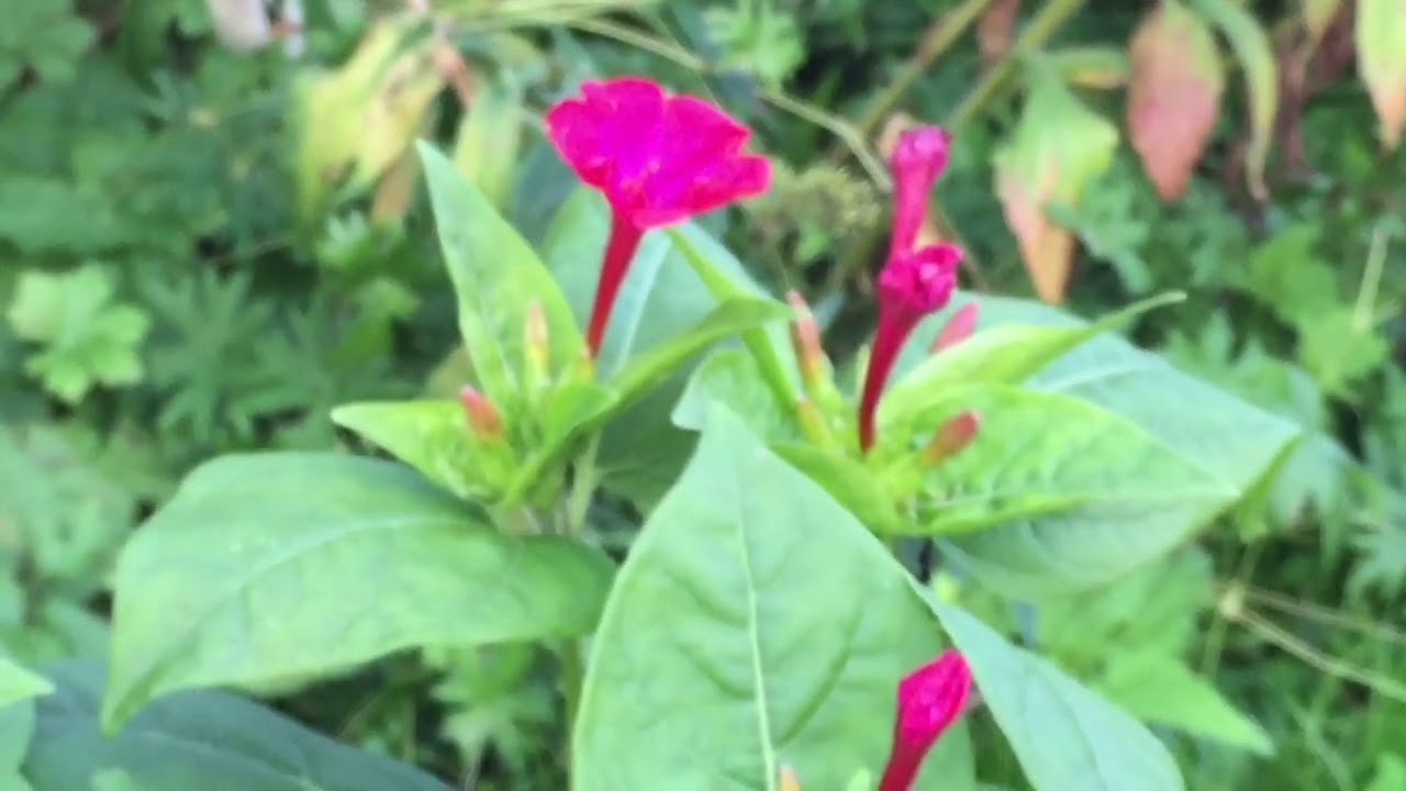 Mirabilis Jalapa | Wunderblume | Update | mit Hedychium Yunanense | Ingwer