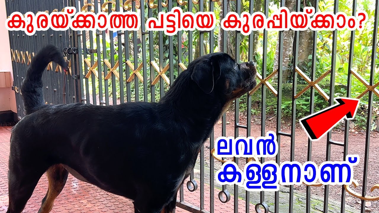 കുരയ്ക്കാത്ത പട്ടിയെ കുരപ്പിയ്ക്കാം? How to make your dog aggressive ? Rottweiler check command