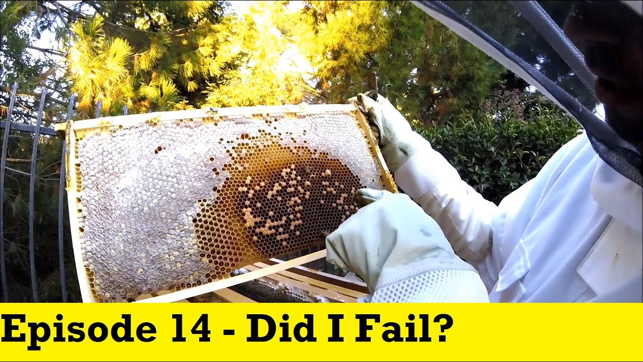 Flow Hive - Episode 14 - Did I Fail?