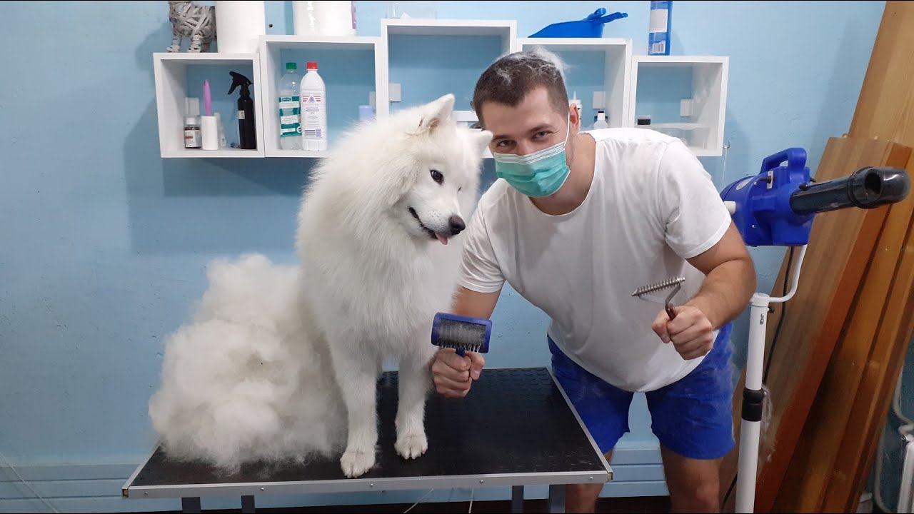 Samoyed Deshedding Time Lapse (2 hours in 10 minutes)