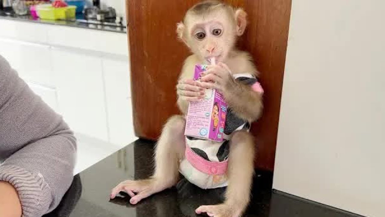 So Beautiful BB Jelly Sit Holding Milk Box Drink Herself Very Delicious