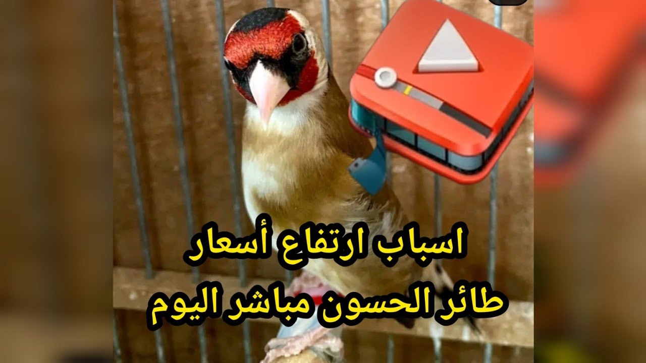 adil vlog est en direct ! اسباب ارتفاع أسعار طائر الحسون