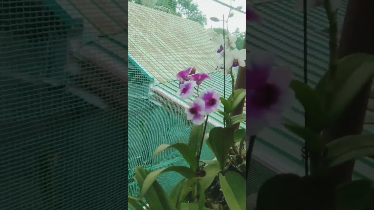 Happy weekend gardening! 😊💚🌿 #orchids #planthobby #homegarden #shorts #plantsofyoutube