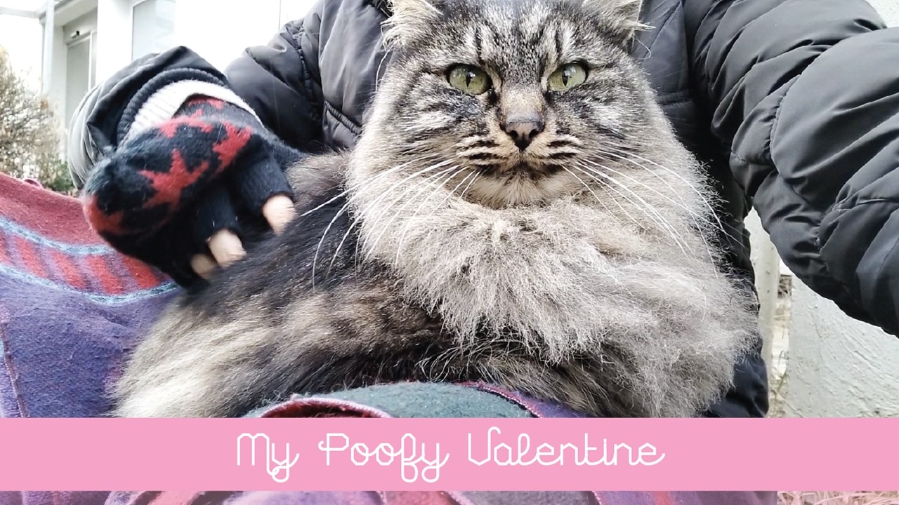 💖 My Poofy Valentine 💖