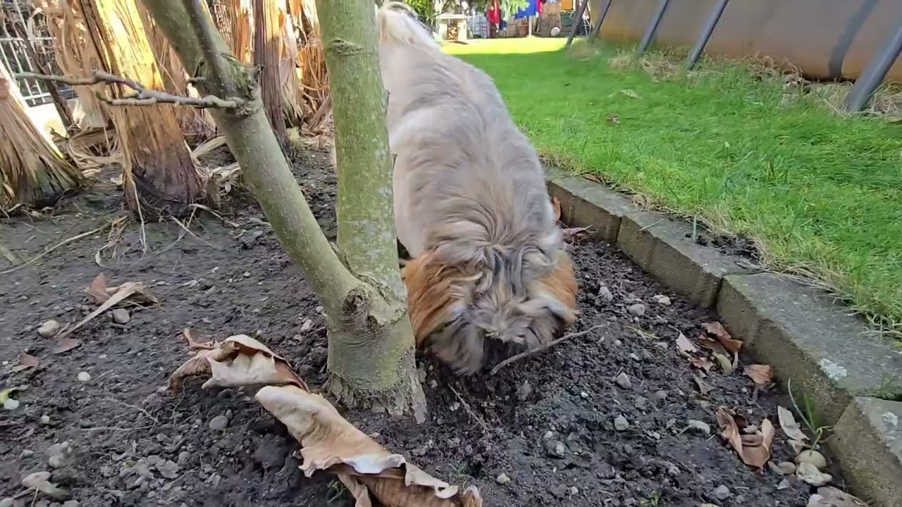 Puppy shitzu our sweetie pie//always happy🇩🇪