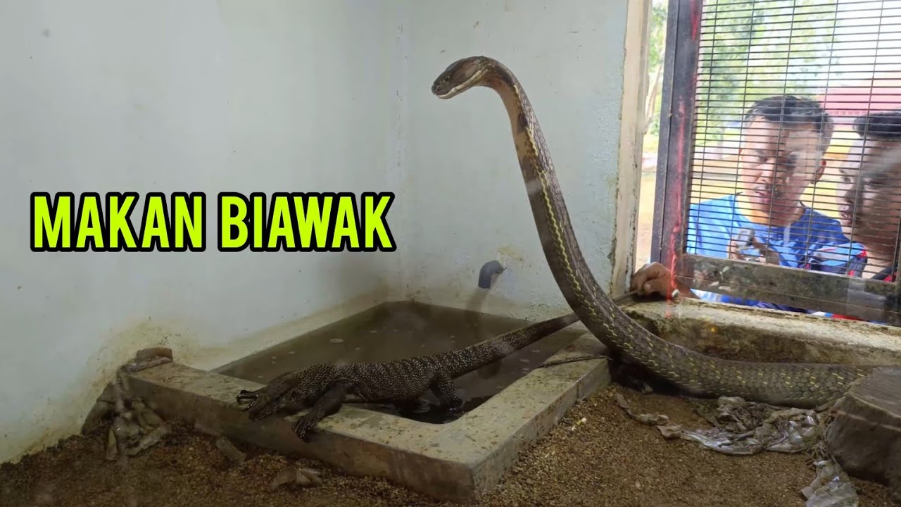 SQUAD PEMBURU BIAWAK KEMBALI BERAKSI
