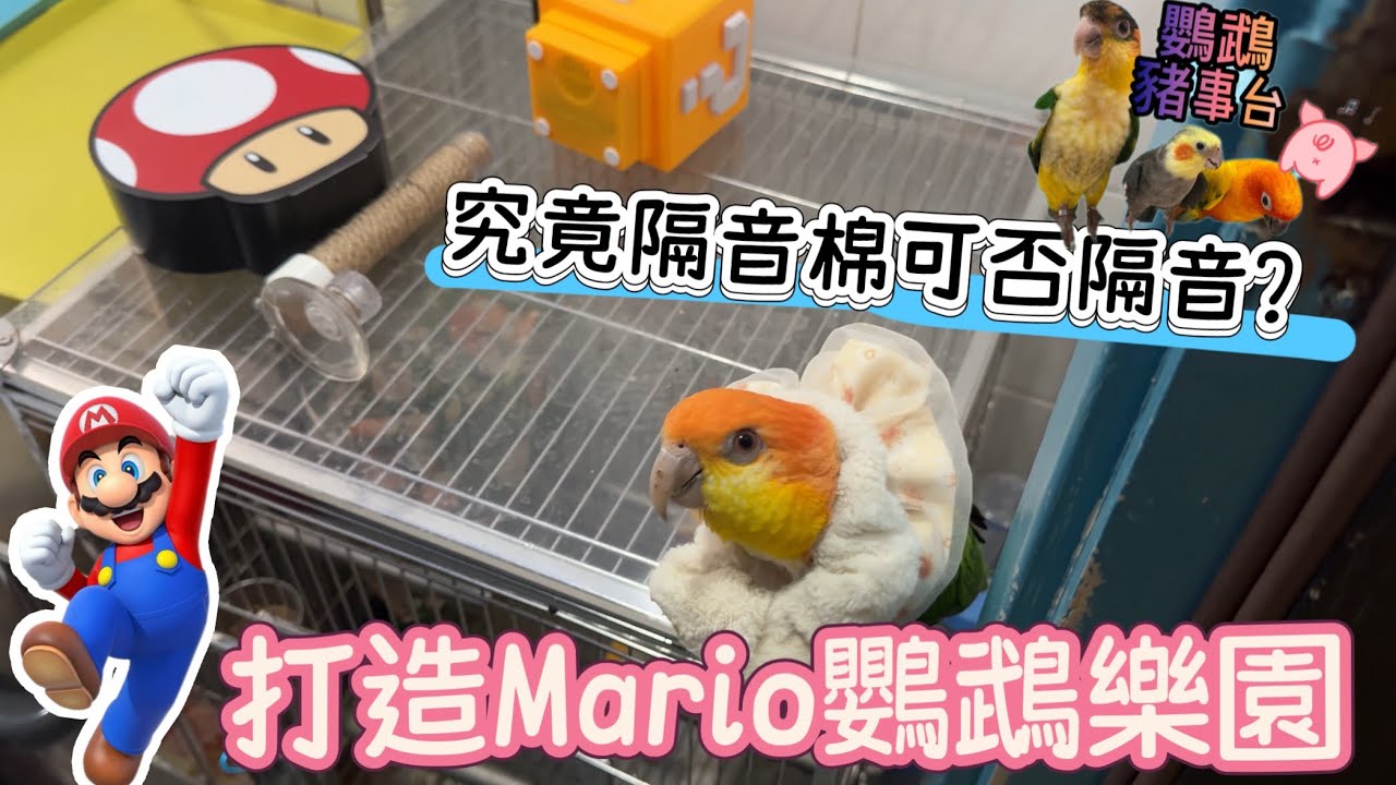 《鸚鵡豬事台》打造Mario￼￼鸚鵡樂園｜由金頭凱克七仔和雞尾￼鸚鵡肥B試玩｜究竟貼一半隔音棉隔不隔到聲音？