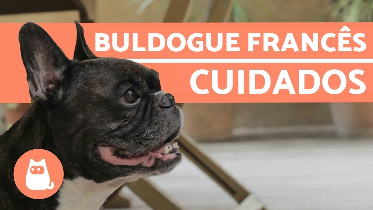 Buldogue francês: cuidados importantes