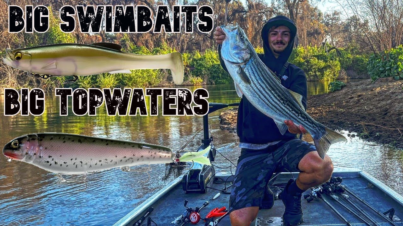 San Joaquin River Striper Fishing | BIG Baits For BIG Fall River Striper | Megabass Magdraft