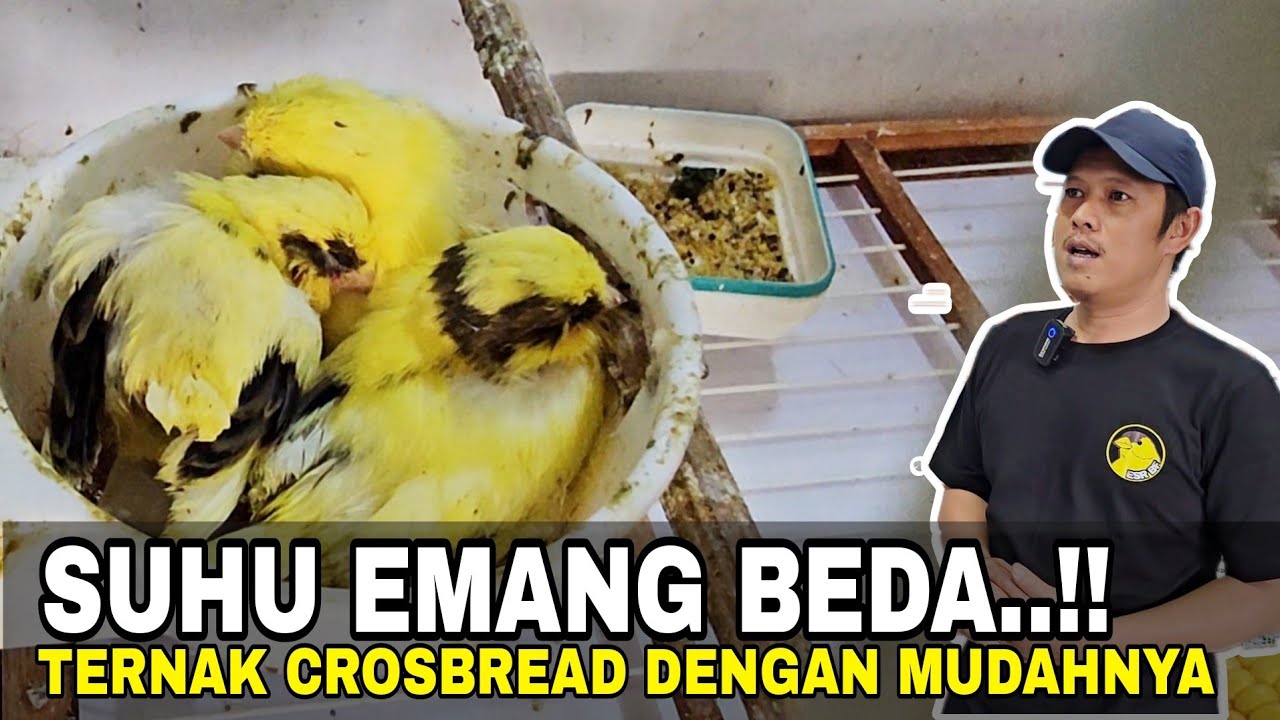 BANYAK IMLU YANG KITA DAPAT‼️ULE SULE BANDUNG.SUKSES TERNAK KENARI CROSBREAD