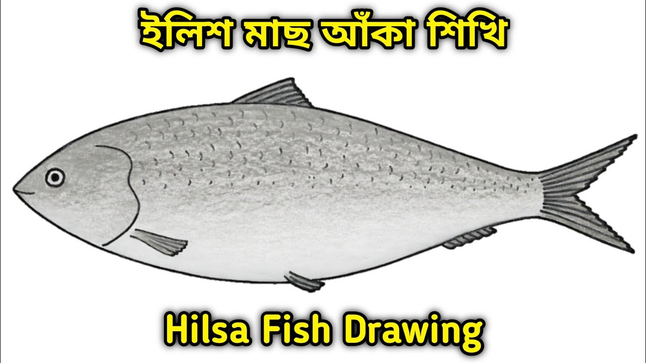 Hilsha fish drawing / how to draw hilsa fish step by step very easy / ইলিশ মাছ আকা শিখি