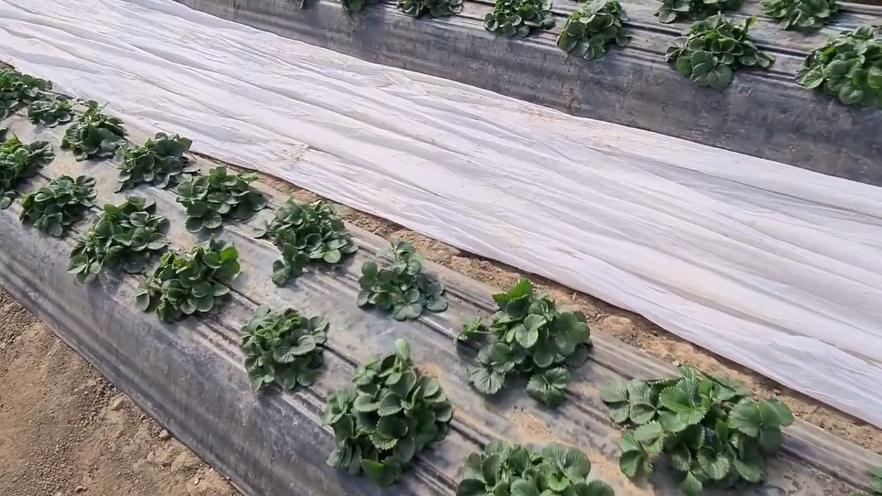 Первые работы по клубнике весной. Защита от гнилей и вредителей, подкормки ранней весной.