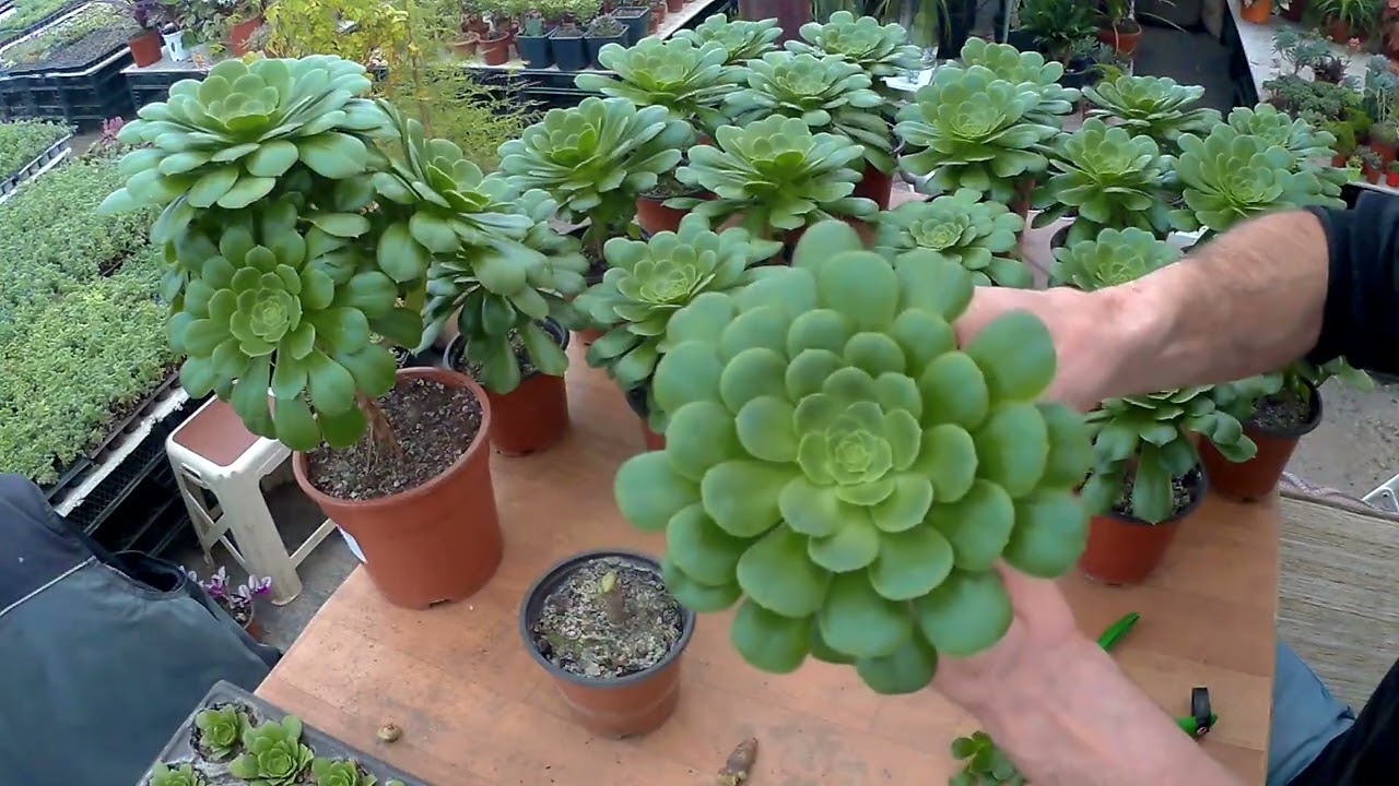 En hızlı köklenen.Çabuk büyüyen.Aeonium arboreum.