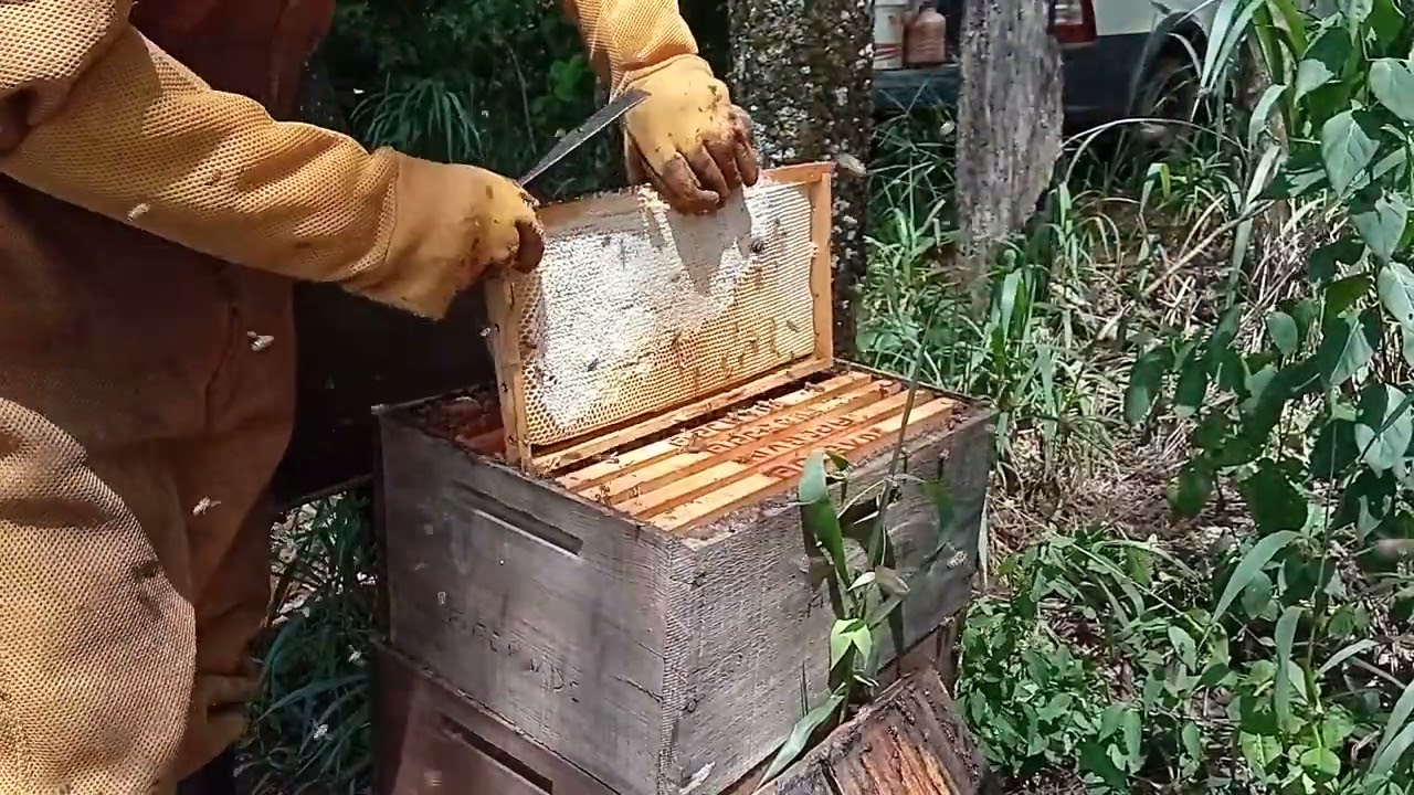 DIVISÃO SIMPLES DE ENXAME PARA INICIANTES NA APICULTURA.