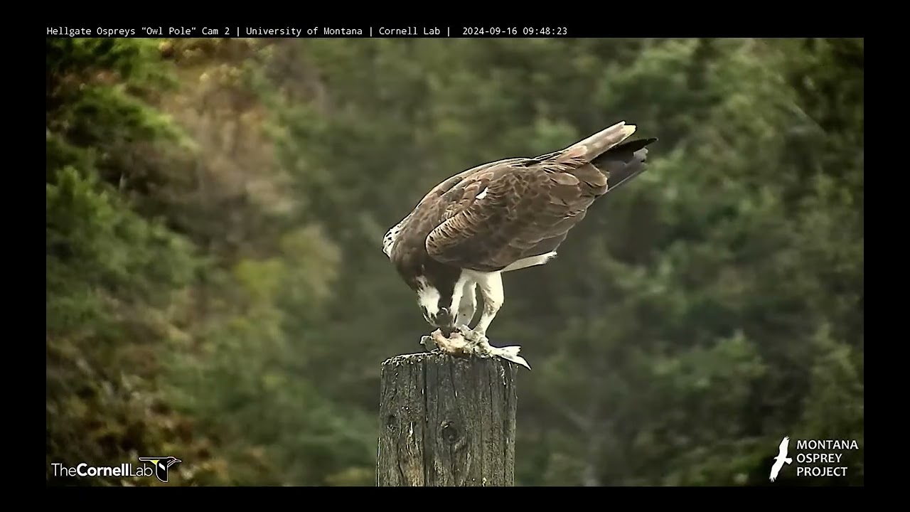 Hellgate Osprey - 💖Last Time Finnegan Up Close Season 2024 💖w/Migration Info - Mon 9-16-24 clip2
