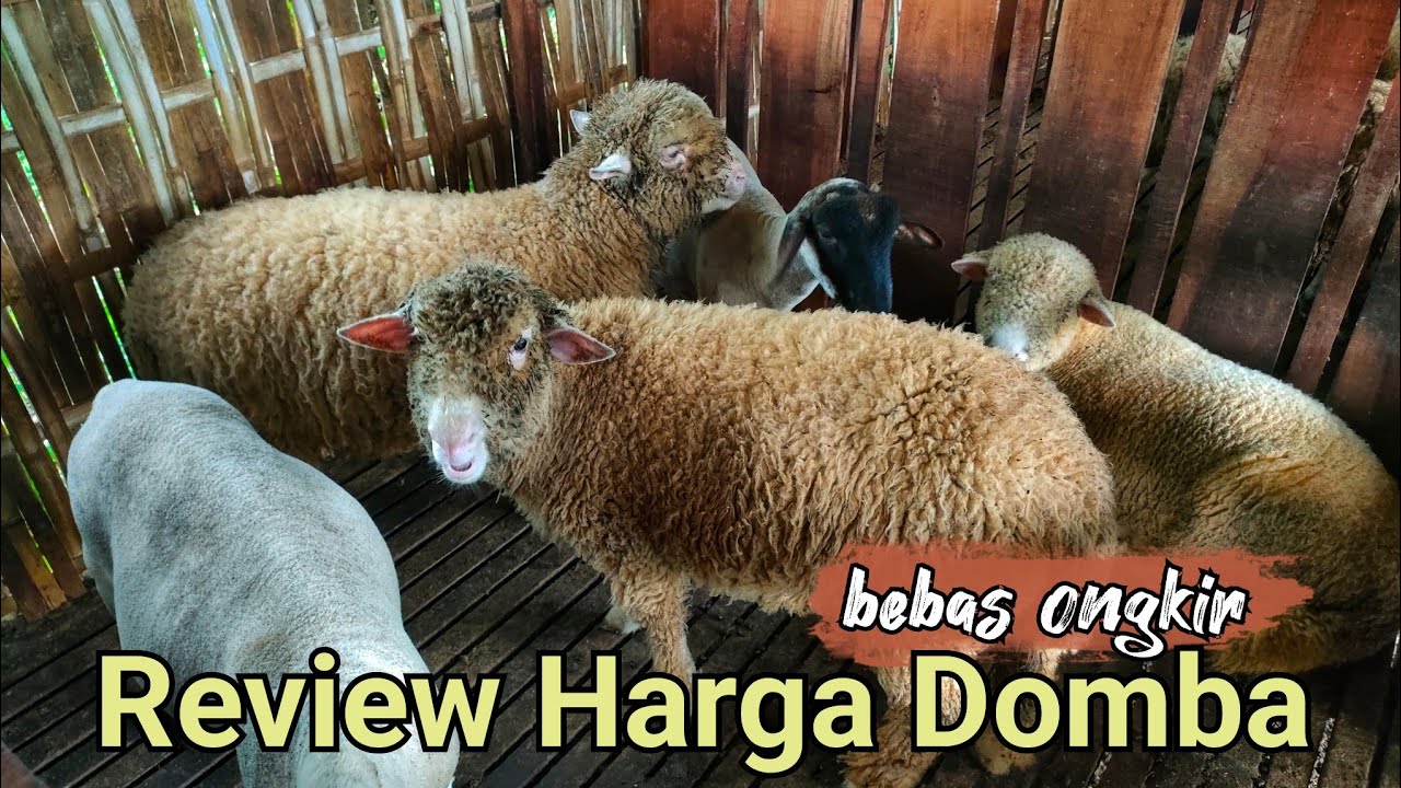 SEMUA HARGA SUDAH TERMASUK ONGKIR !!! RESTU DOMBA FARM