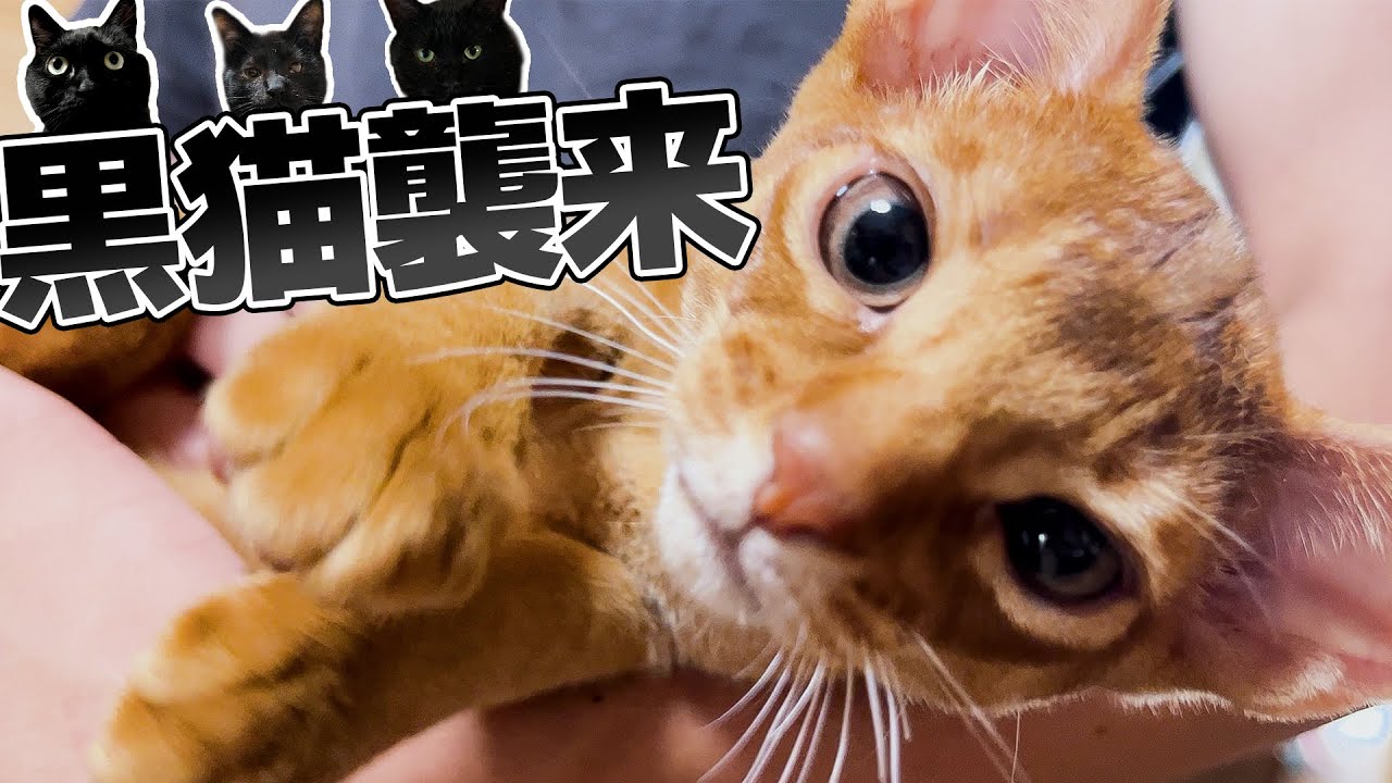 実家に大量の”黒猫”がやってきて大変なことになっていると動画が送られてきました…【※猫のお尻修正版】