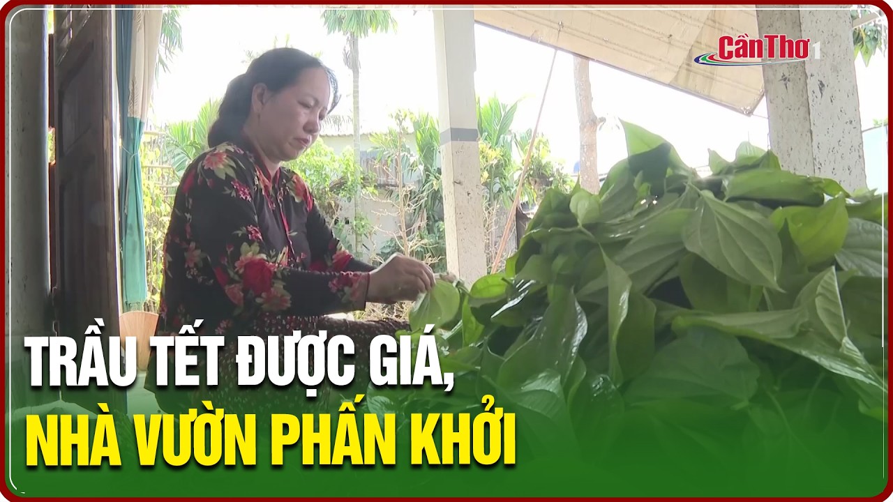 Trầu Tết được giá, nhà vườn phấn khởi | NNST