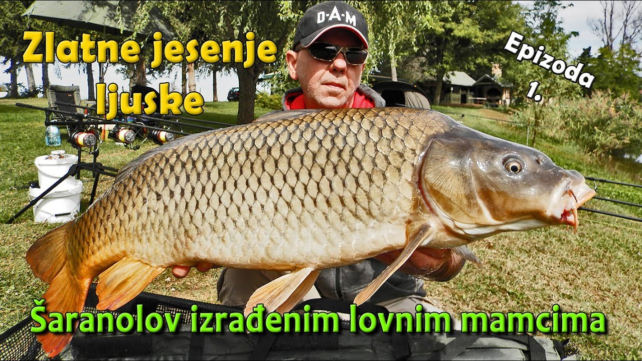 ŠARANi pod RAKETOM - Zlatnoljuskavi šarani jezera Drnić E-1/3 / VSP Igor Pavičić