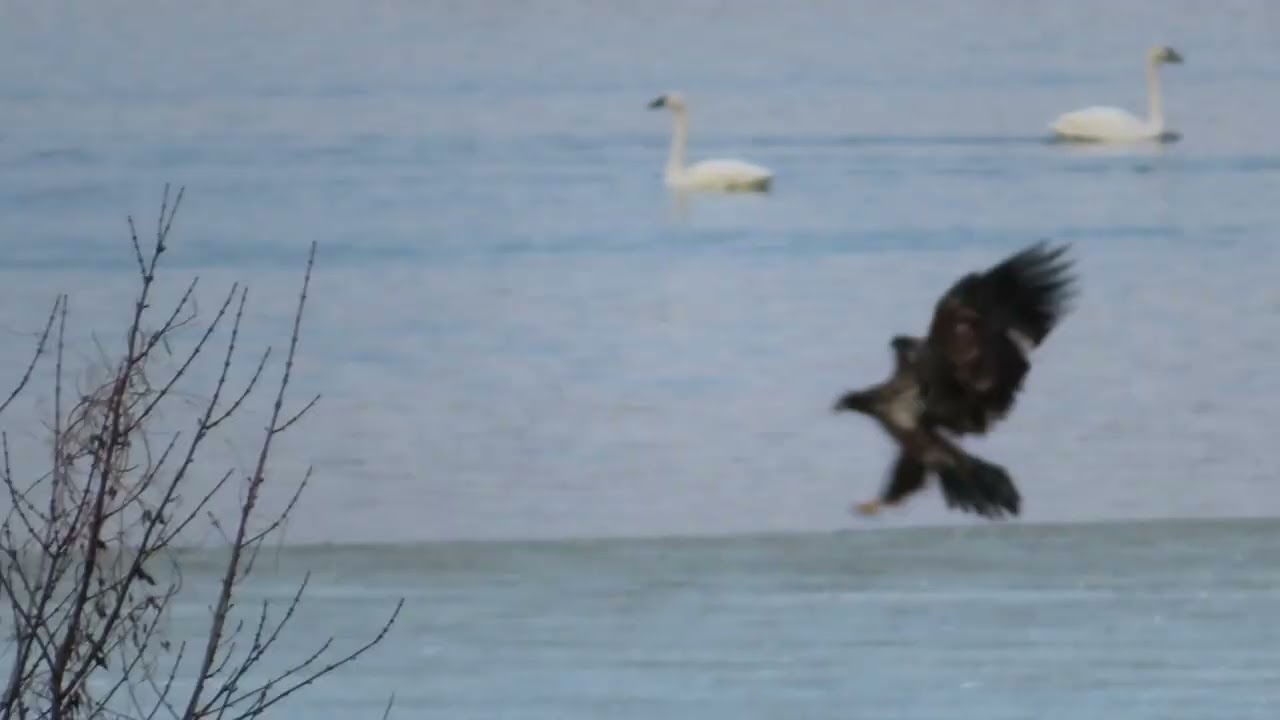 Juvenile Bald Eagle on the ice with lucky goose and Tundra Swans swimming by at Middle Creek