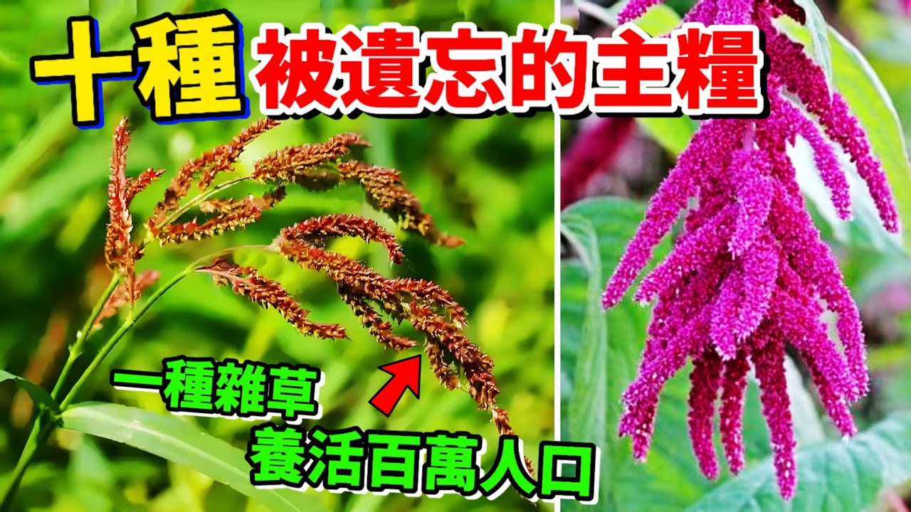 十種被現代人忘記的救命主糧，第一名一種雜草竟養活了數百萬人，90%人連它名字都沒聽過 #糧食 #主糧 #糧食作物 #五穀雜糧 #世界之最 #top10 #植物 #農作物