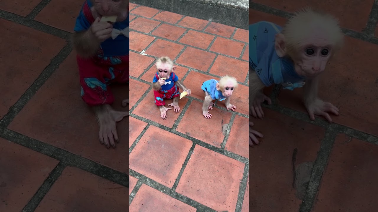Baby monkeys fight over food when their mother is away.#monkey #cute #funny #animals #babymonkey