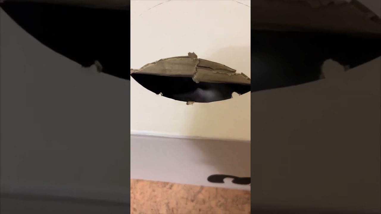 Cat Inside a Box Grabs All Items That Owner Offers