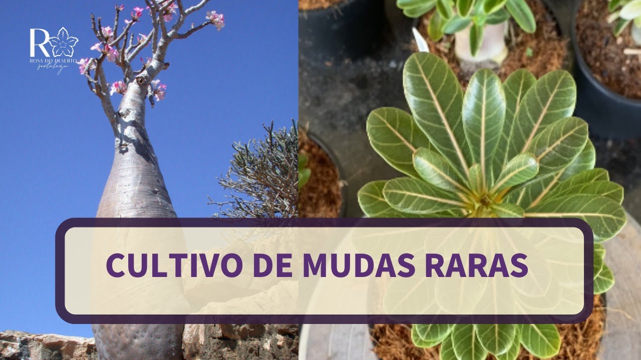 Aprenda tudo sobre as *ROSAS DO DESERTO RARAS*
