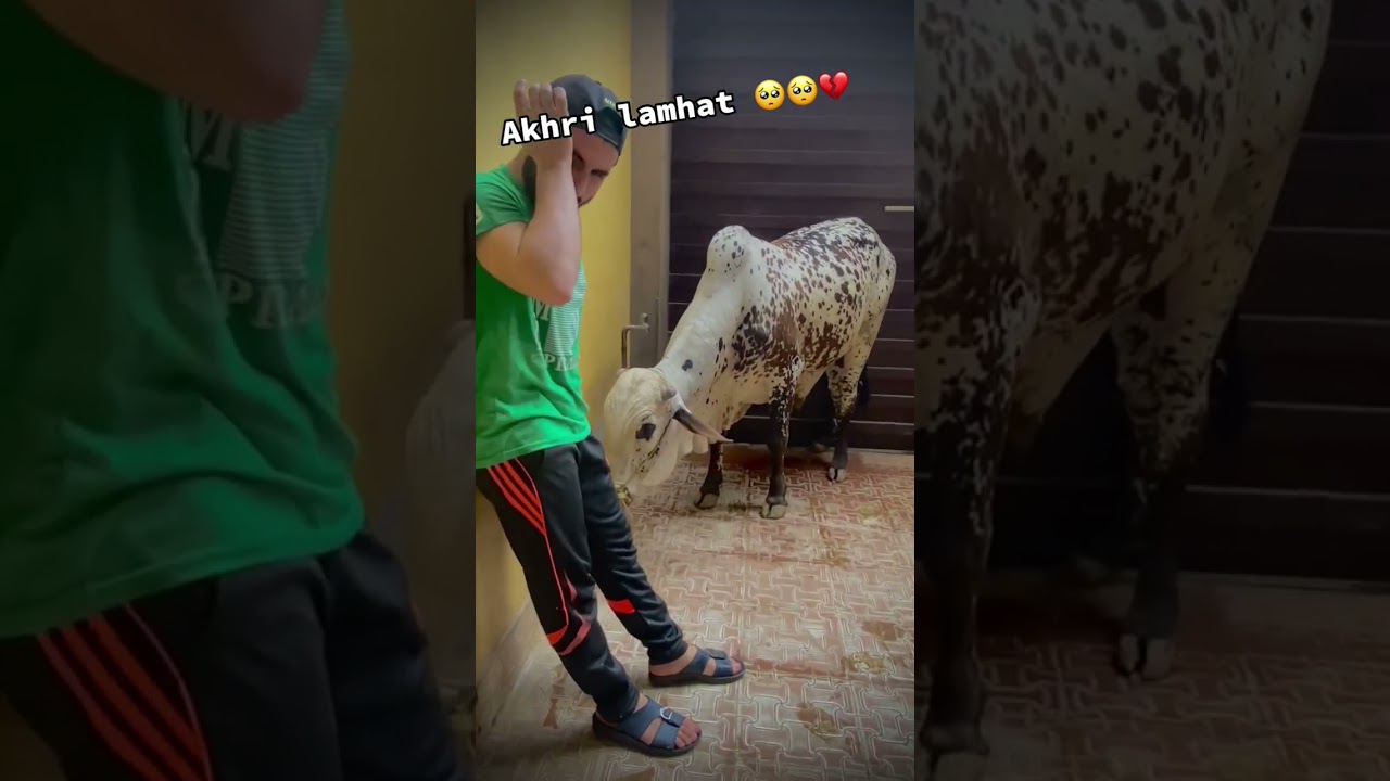 Khuda hafiz meray yara 🥺💔🥺💔🥺 #100k #cow #sultan #viral #missyou