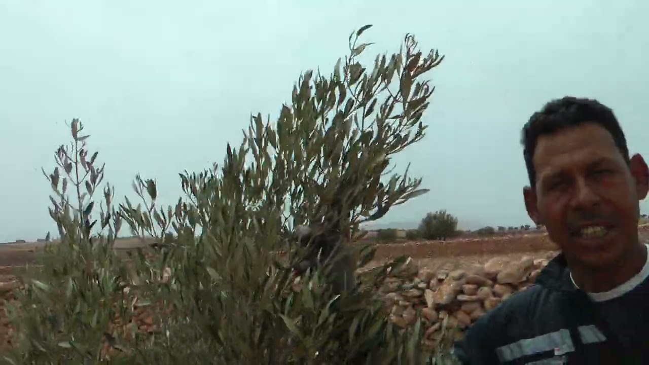الطريقة الصحيحة لتكوين أشجار الزيتون بدون عاطفة    بمنطقة بركة لعميل أسفي