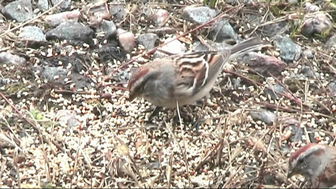 American tree Sparrow
