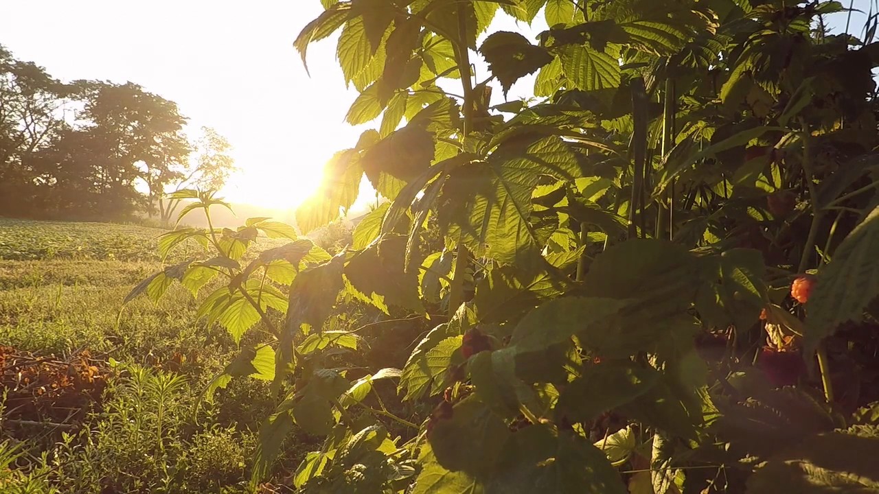 Relaxing Nature Sounds::Morning Birds Singing::Sunrise 6 Hour Video for relaxation, meditation, yoga