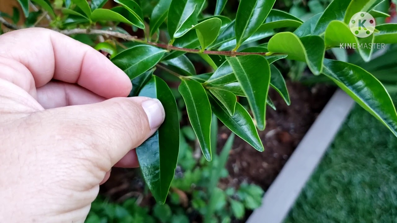 May 2020 fruiting Cherry of the rio grande.