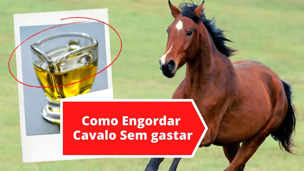 COMO ENGORDAR SEU CAVALO SEM GASTAR MUITO