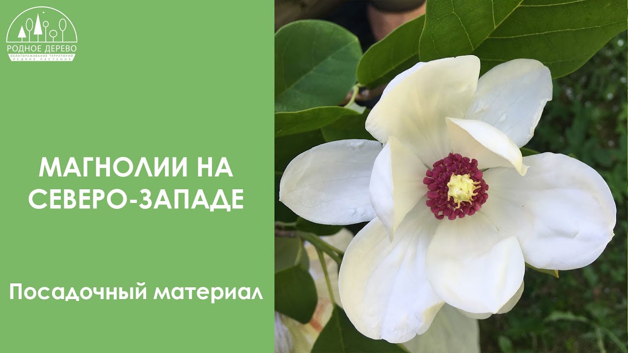Магнолии на северо-западе. Посадочный материал.