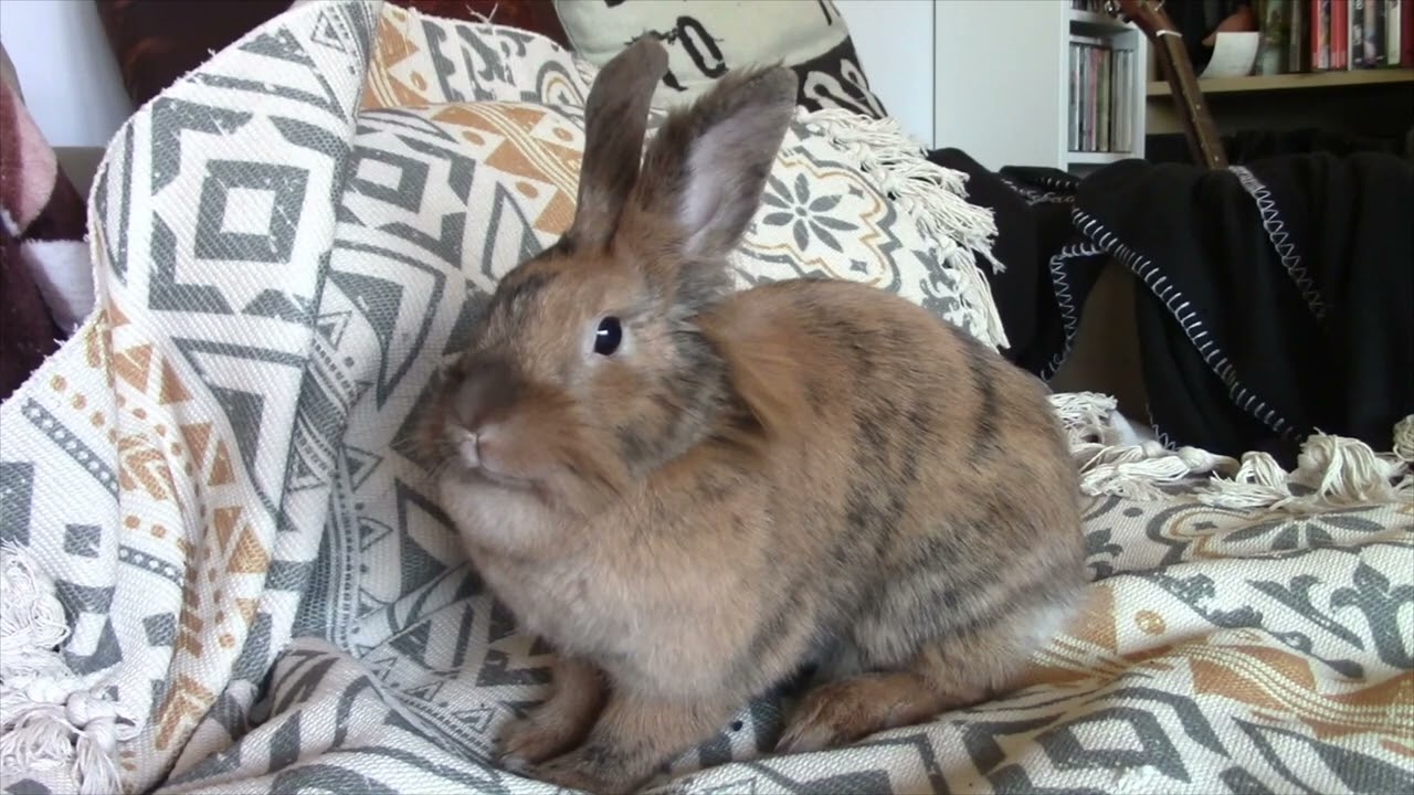 Can Rabbits Apologize?