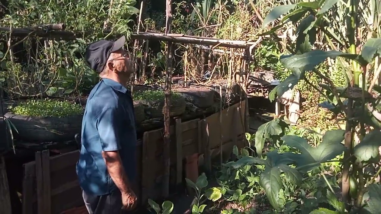 Pés de jacá da horta e muitas frutas 