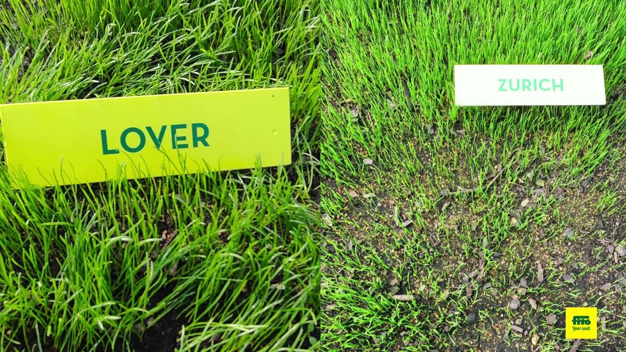 Semillas Fito' Turfgrass_  New Trial Plots C3 in Cabrera de Mar