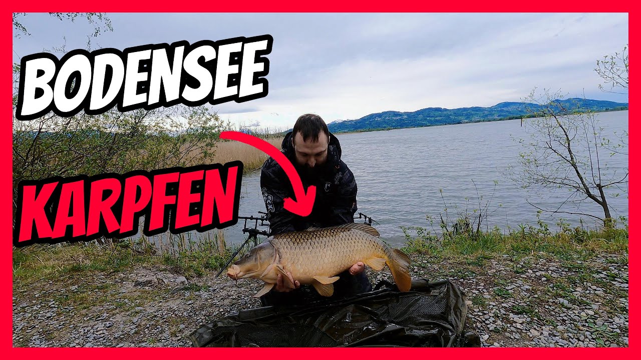 Karpfenangeln am Bodensee