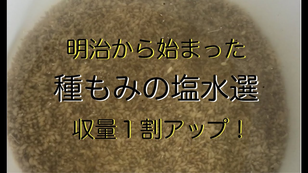【種モミの塩水選で収量アップ！】始まりは明治時代
