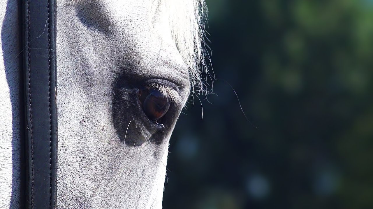 FOR YOU by John Denver - Love of a HORSE